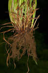 Inflated narrow-leaf sedge